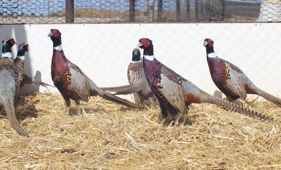 Kansas Roosters