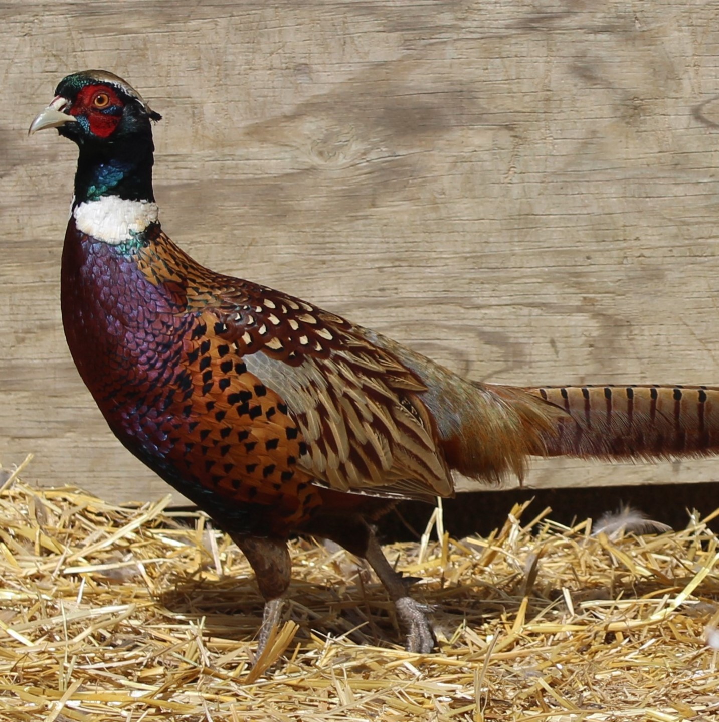 Chinese Ringneck Roosters