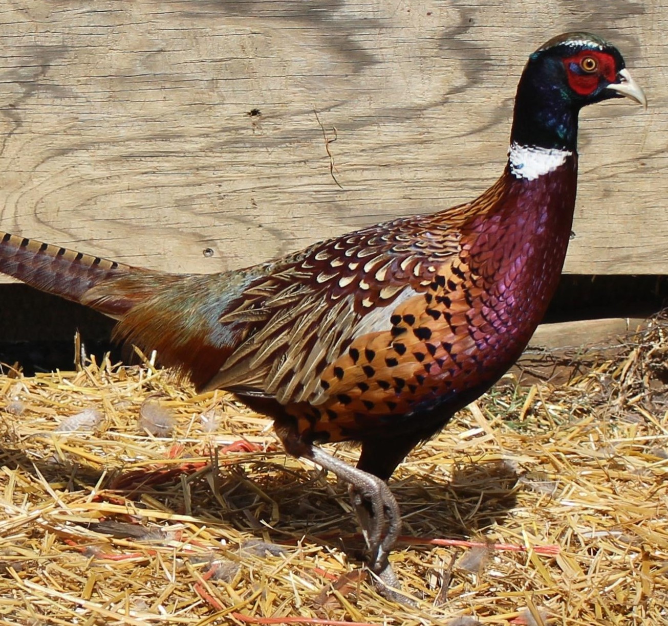 Kansas Ringneck Roosters